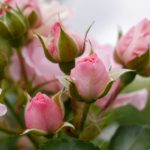 很很鲁国产精品高清视频免费 36mo58