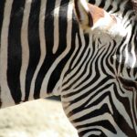 亲子餐厅漫画全集免费无删减:带你畅游温馨亲子时光的美味故事 giabk51u