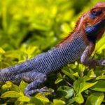 zimukux kodi:探索最受欢迎的Kodi插件与使用技巧分享 iztw8v9x5